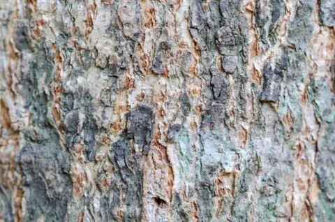 Abstract texture background of tree Foto stock