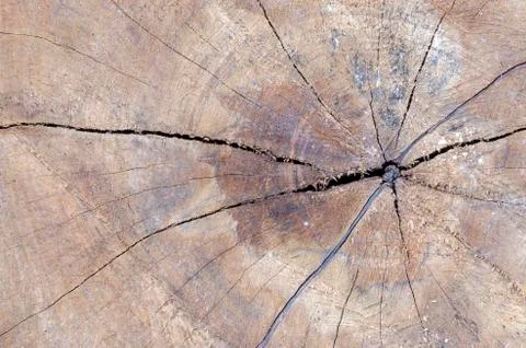 Abstract texture background of tree Stock Photos