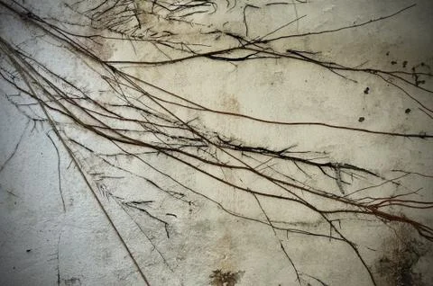 Abstract texture background from tree root on wall. Stock Photos