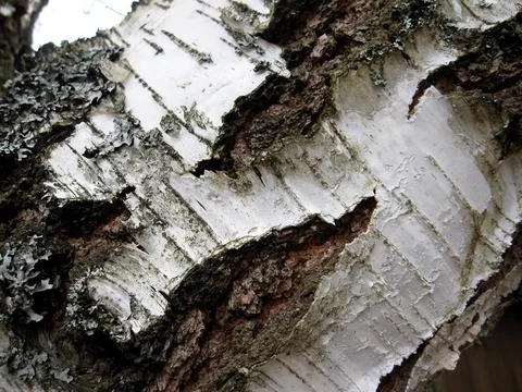 Abstract texture of birch bark close-up Stock Photos
