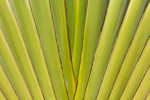 Abstract texture of center of banana tree stems Stock Photos