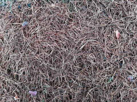 Abstract texture in cold colors of forest elements. 스톡 사진