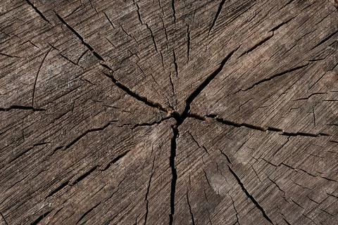 Abstract texture of a cracked tree, texture heartwood background. Wood textur Stock Photos