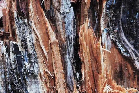 Abstract texture of cracking pine tree on the forest Stock Photos