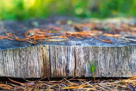 Abstract texture of the cut tree closeup Stock Photos