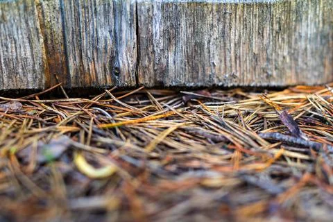 Abstract texture of the cut tree closeup Stock Photos