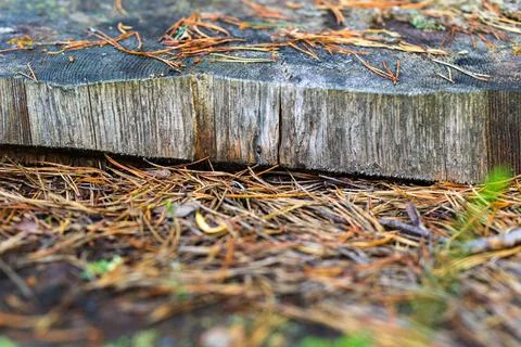 Abstract texture of the cut tree closeup Stock Photos