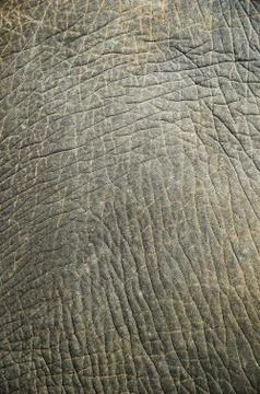 Abstract texture from an elephant skin Stock Photos