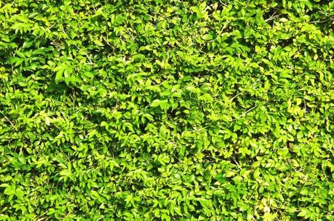 Abstract texture fresh green foliage Stock Photos
