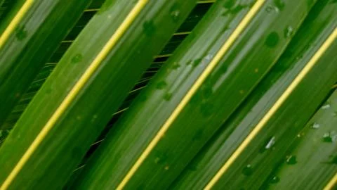 Abstract Texture of Green Palm Leaf Fronds Stock Photos