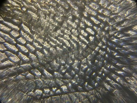 Abstract Texture Image with Onion Skin Under Microscope  Stock Image Stockfoto's