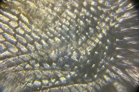 Abstract Texture Image with Onion Skin Under Microscope  Stock Image Stockfoto's