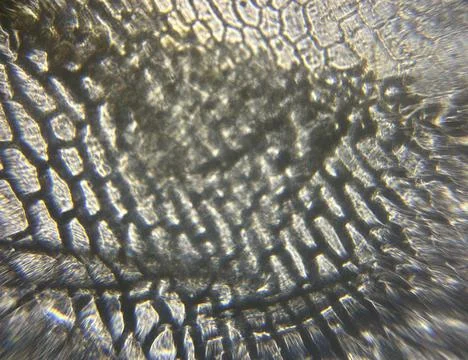 Abstract Texture Image with Onion Skin Under Microscope  Stock Image Stockfoto's