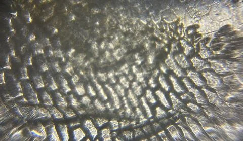 Abstract Texture Image with Onion Skin Under Microscope  Stock Image Stockfoto's