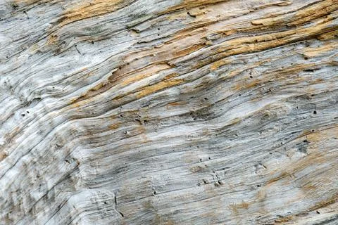 Abstract texture in macro view of driftwood Stock Photos