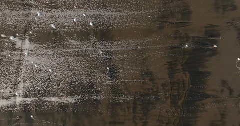 Abstract texture of ocean waves crashing and foam. Bethells Beach, Auckland, New Stock Footage 263684074