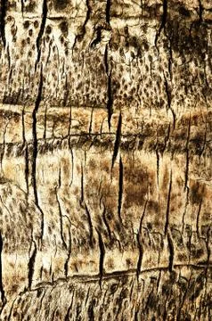 Abstract texture an old dry cracked palma stem Stock Photos