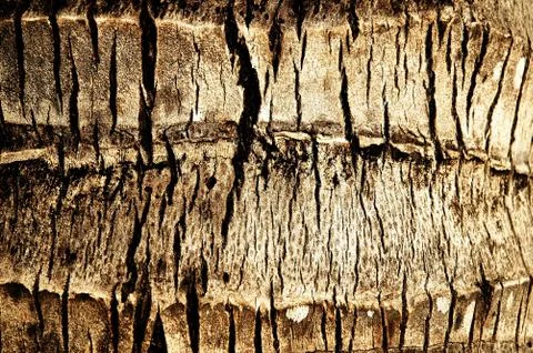 Abstract texture an old dry cracked palma stem Stock Photos