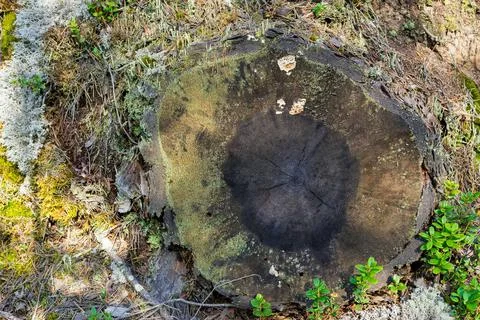 Abstract texture of the old stump Stock Photos