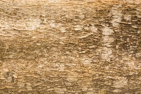 Abstract Texture Pattern Background of Brown Wood Bark Stock Photos