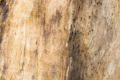Abstract Texture Pattern Background of Brown Wood Bark Foto stock