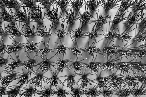 Abstract texture of a prickly bristle Stock Photos