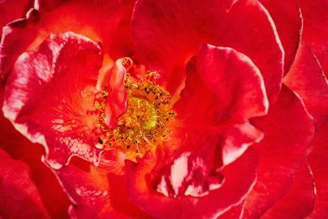 Abstract texture of red rose for background Foto stock
