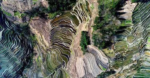 Abstract texture of rice terraces fields.
