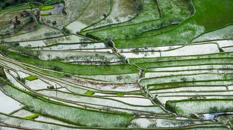 Abstract texture of rice terraces. Philippines Amazing abstract texture of... Stock Photos