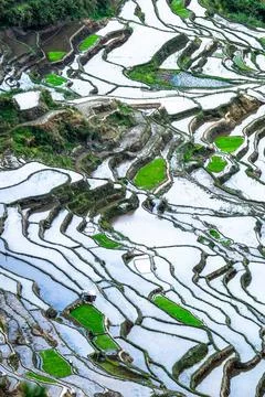 Abstract texture of rice terraces. Philippines Amazing abstract texture of... Stock Photos