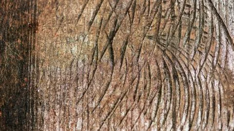Abstract texture with section of tree trunk Stock Photos