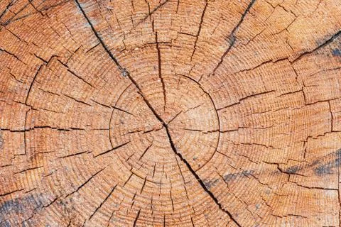 Abstract texture with section of tree trunk Stock Photos