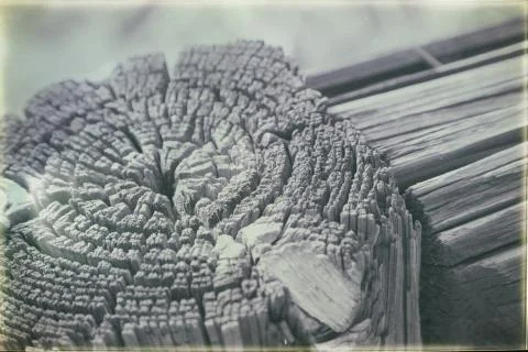 Abstract texture of a surface tree like background Stock Photos