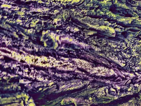 Abstract  texture of tree bark with vibrant purple Stock Photos