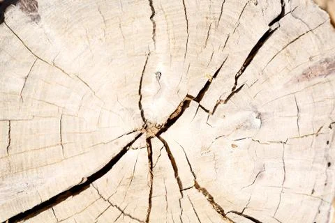 Abstract texture of a  tree Stock-Fotos