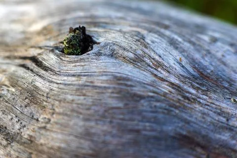 Abstract texture of a tree Stock Photos