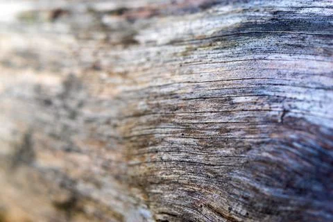 Abstract texture of a tree Foto stock