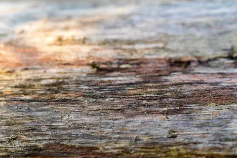 Abstract texture of a tree Stock Photos