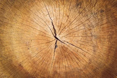Abstract texture of tree stump, crack wood ancient Stock Photos