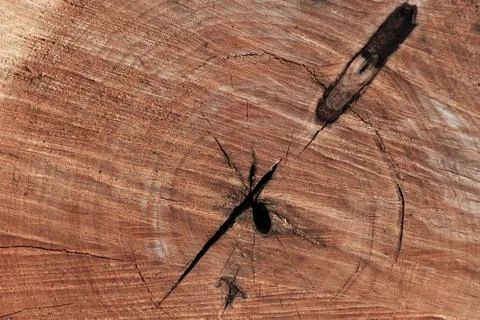 Abstract texture of tree stump, crack wood ancient Stockfoto's