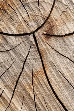 Abstract texture of tree stump, crack wood ancient Stockfoto's
