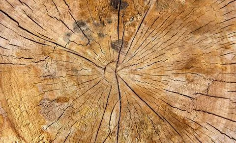 Abstract texture of tree stump, crack wood ancient Stock Photos