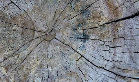 Abstract texture of tree stump, crack wood ancient Stock Photos