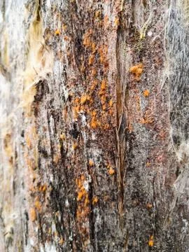 Abstract texture of a tree trunk with a bright orange lichen or fungus 스톡 사진