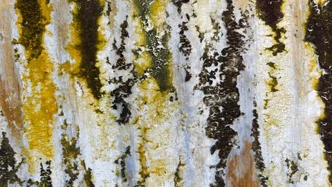 Abstract texture of weathered wall with peeling paint and moss Stock Photos