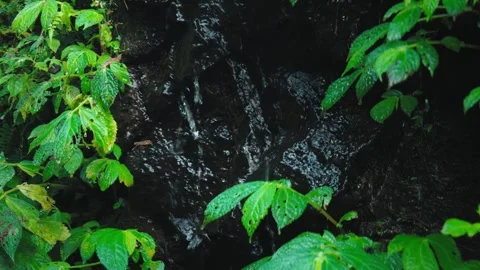Abstract Texture of Wet Dark Volcanic Rock with Running Water Stock Footage 280576292