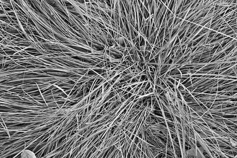 Abstract texture of wild grass close-up Foto stock
