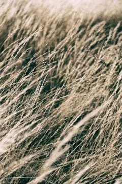 The abstract texture of a yellow grass Stock Photos