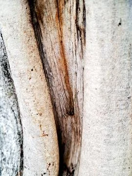 Abstract textured bark surface with brown organic linear patterns, evoking .. Stock Photos