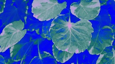 Abstract textured of leaf for visual and background. Stock Footage 306444333